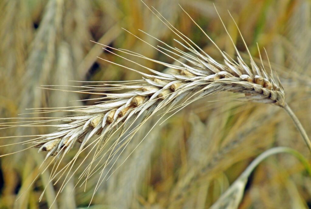 Berufsbild Landwirt: Aufgaben, Ausbildung und Karrierechancen auf konsumguerilla.de