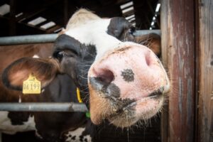 Berufsbild Landwirt: Aufgaben, Ausbildung und Karrierechancen auf konsumguerilla.de