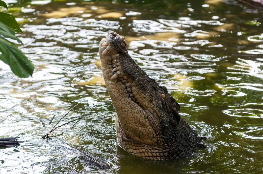 Gefährliche Tiere für Taucher: Worauf im Süßwasser und Meer achten? auf konsumguerilla.de